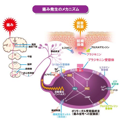 痛み発生のメカニズム